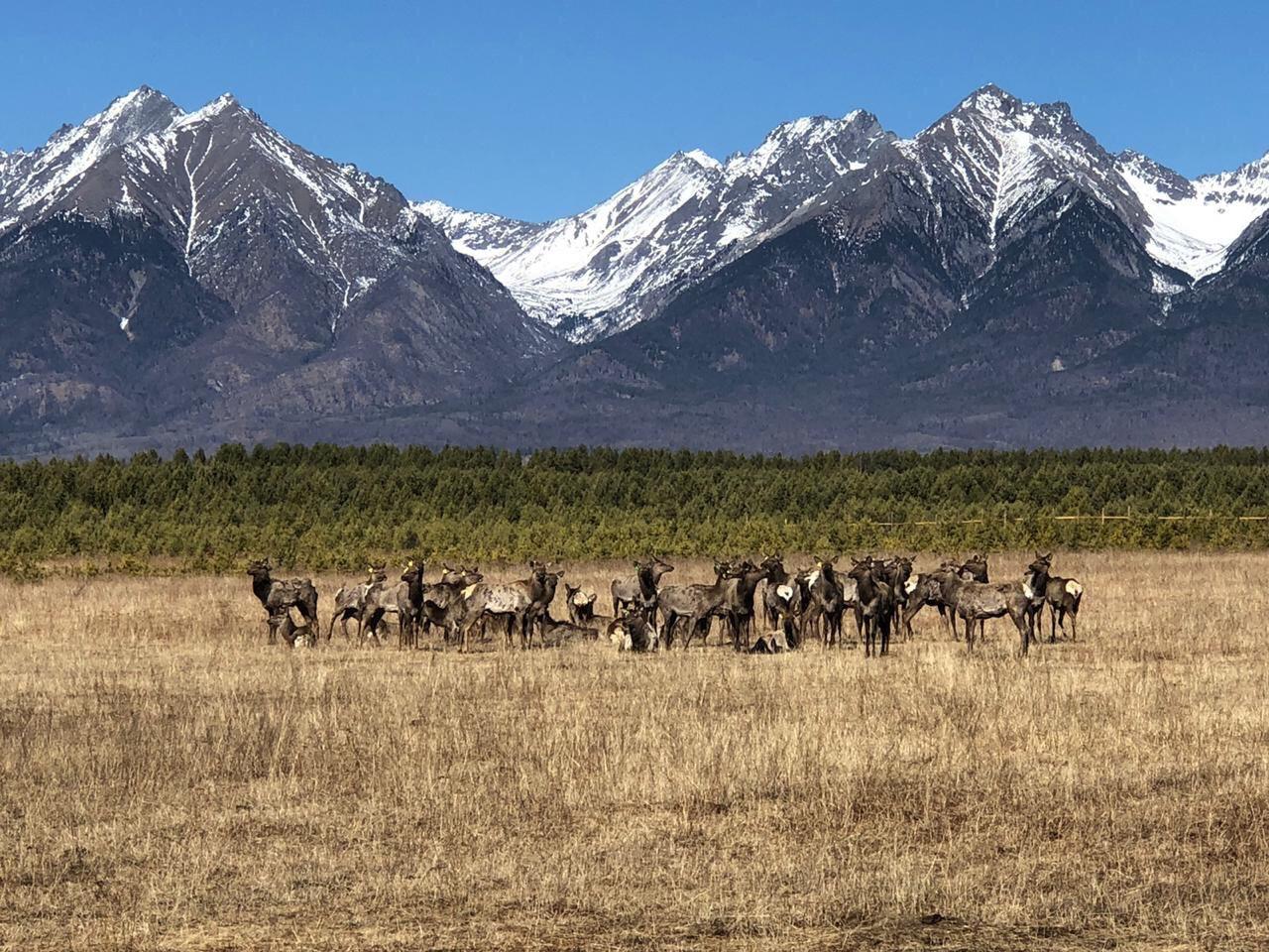 Кто Такой Марал Фото Кто Такой Марал Фото